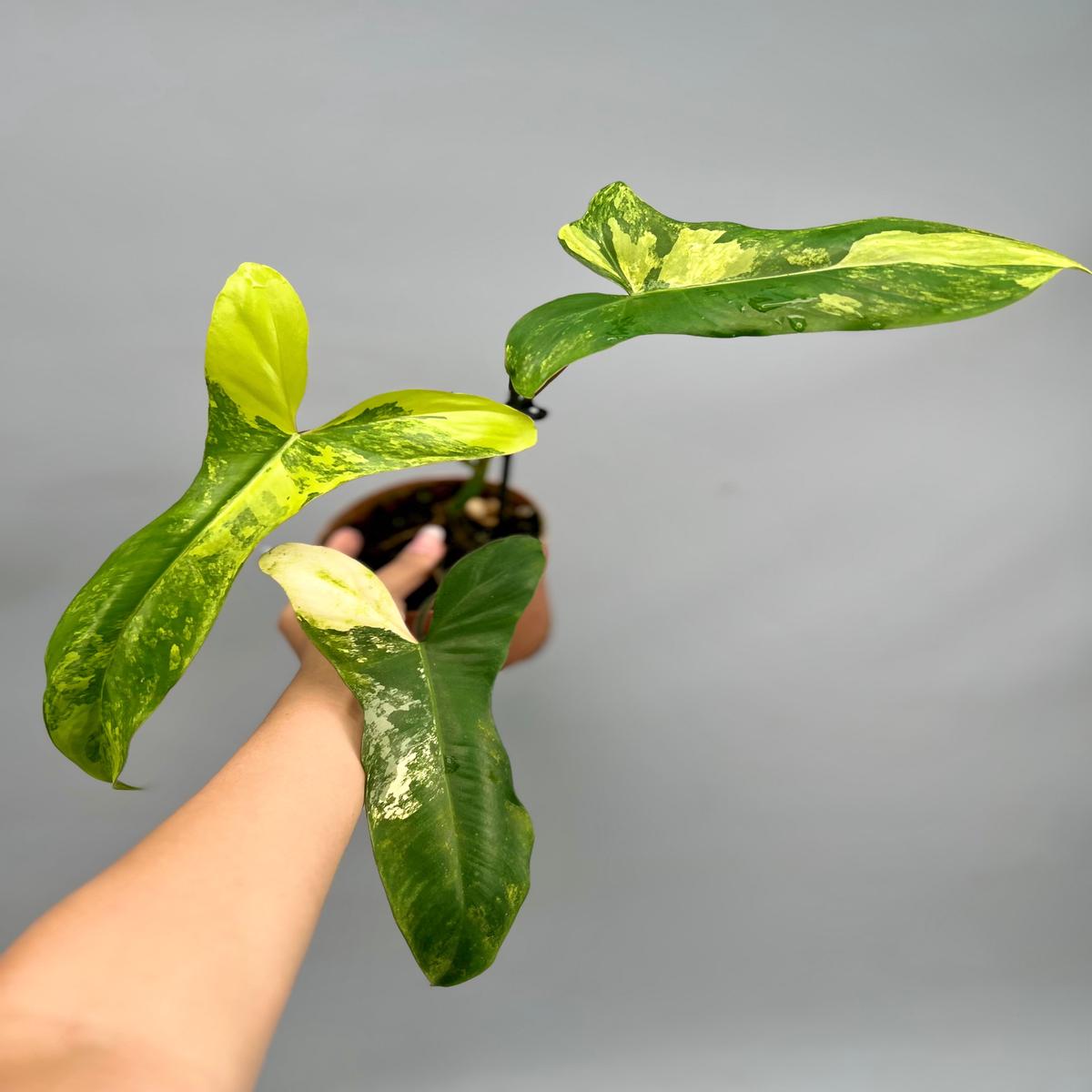 Philodendron Paraiso Verde x Florida Beauty