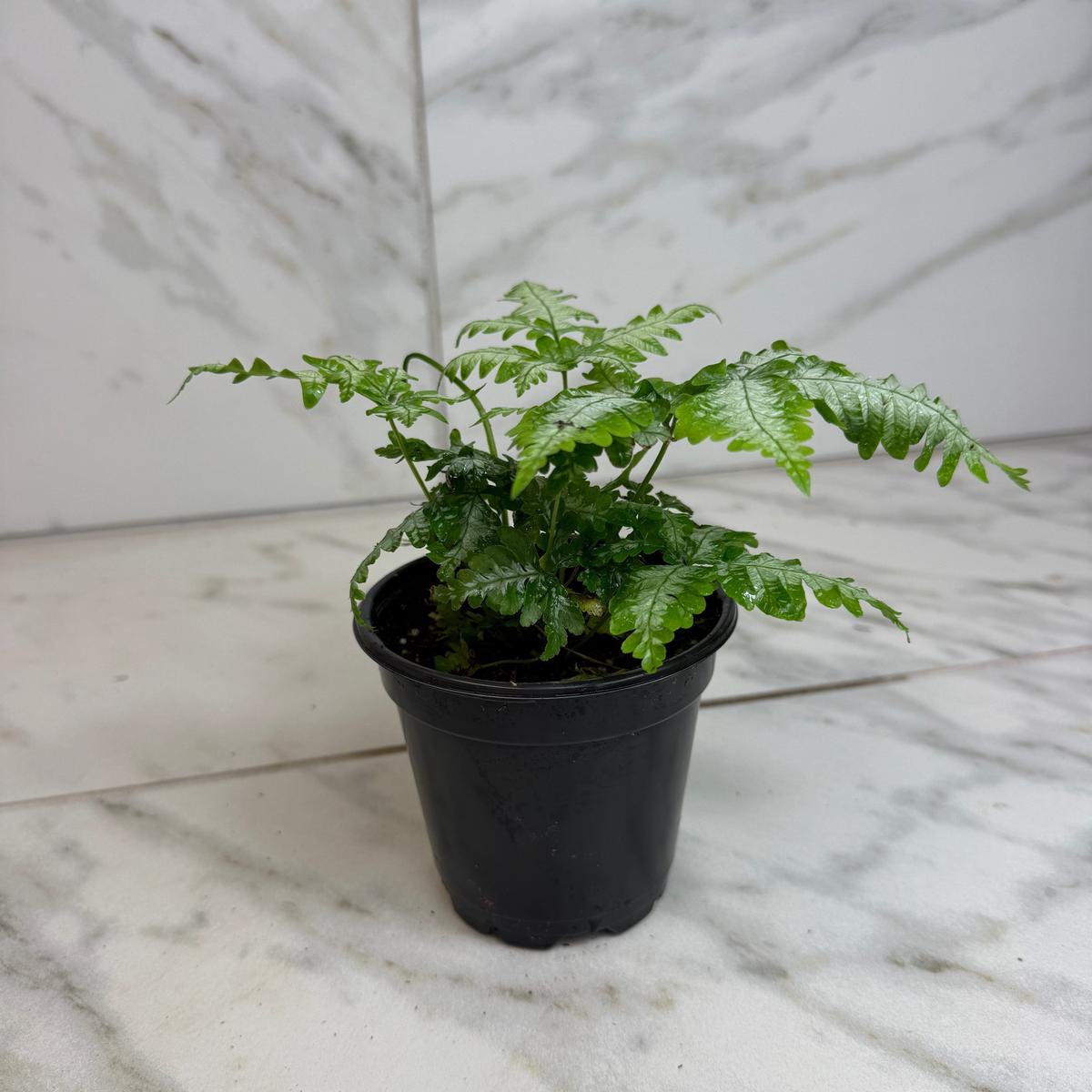Pteris Argyraea 'Silver Brake' Fern, 4" Plant