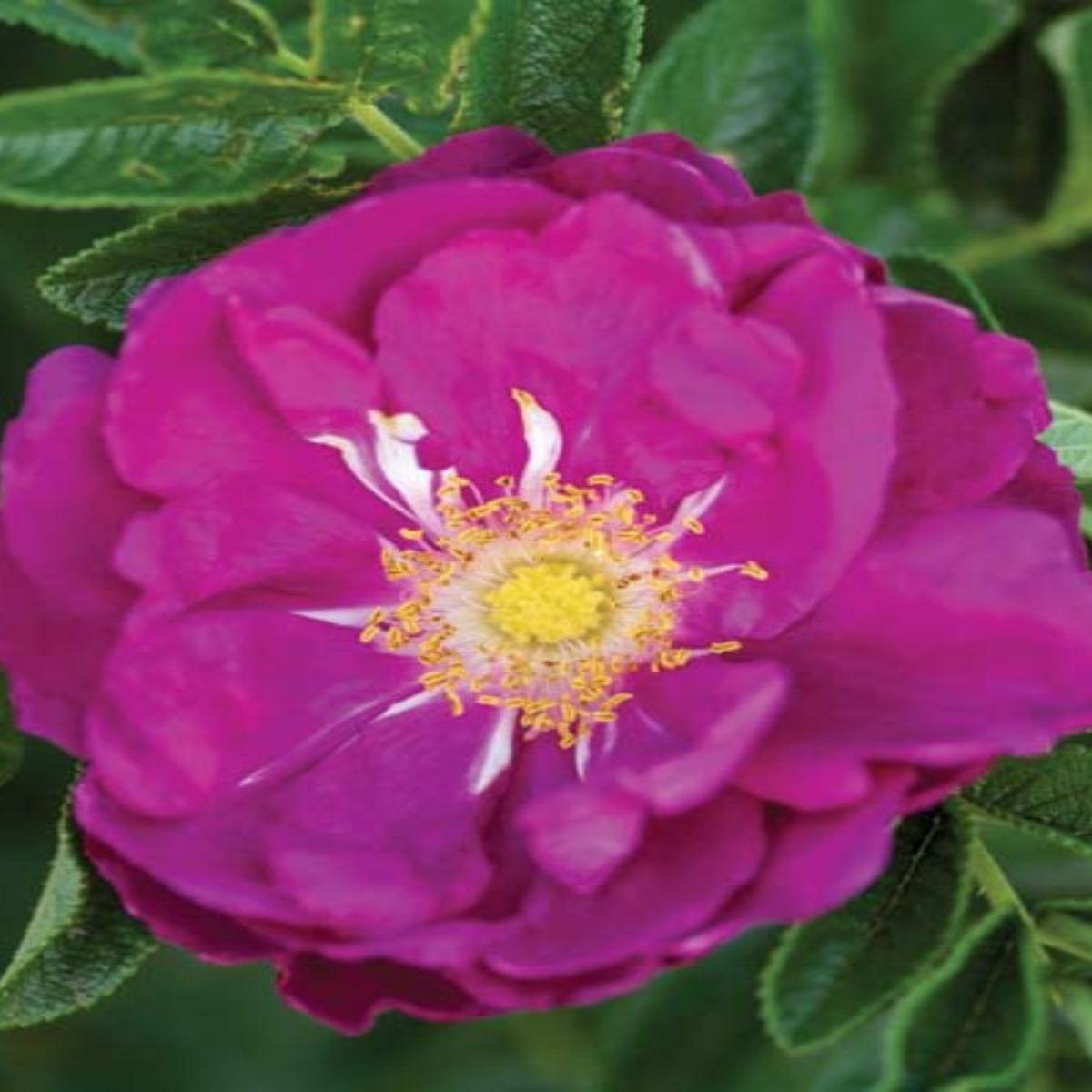 Rugosa | Purple Pavement