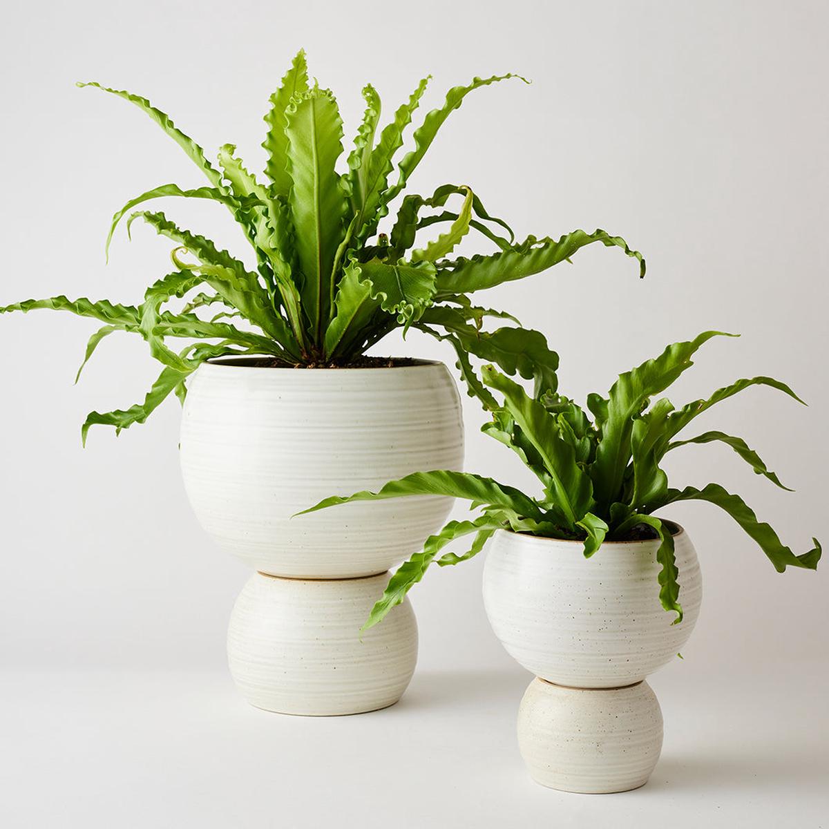 Spherical Plant Pots by Angus & Celeste