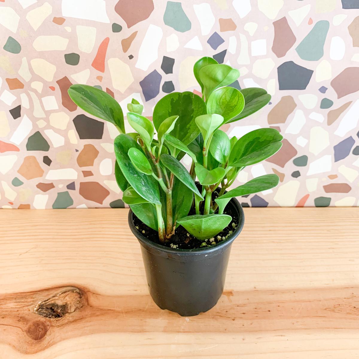 4" Peperomia 'Lemon Lime'