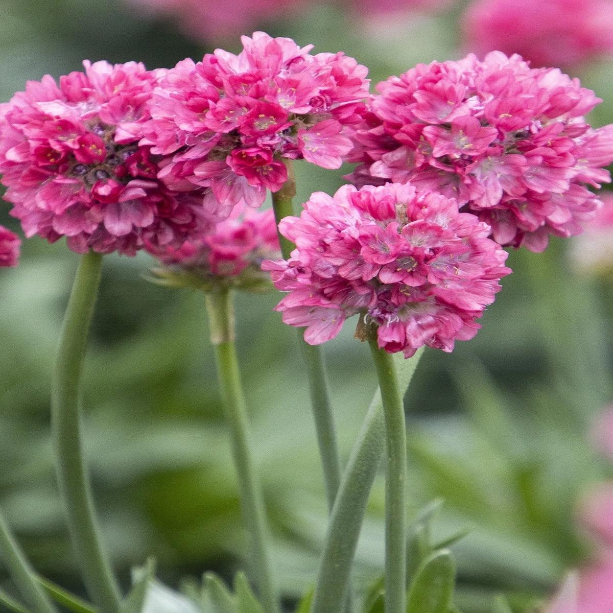 Armeria Dreameria Dreamland 1G