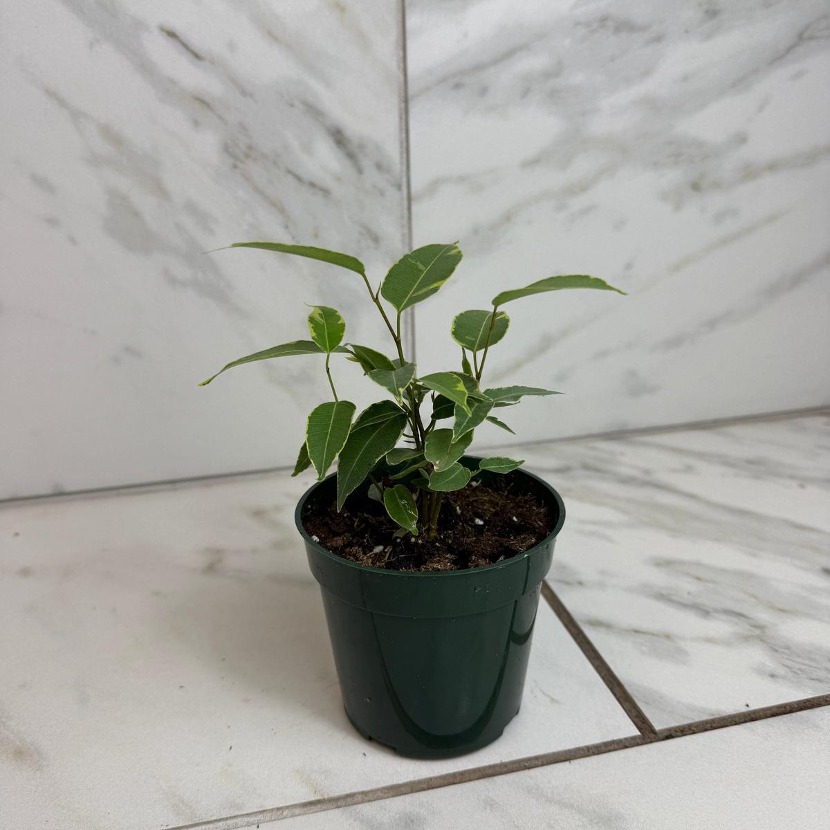 Ficus Weeping Benjamina Variegated, 4" Plant