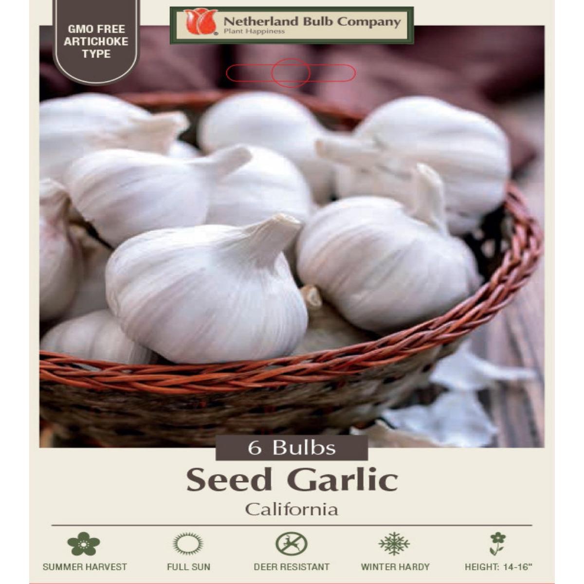 Garlic Bulb California Jumbo