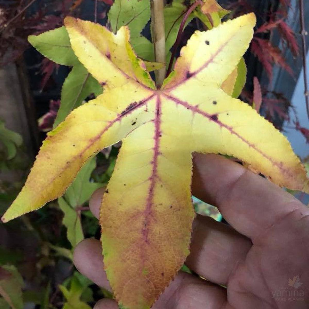 Liquidambar styraciflua Moon Beam