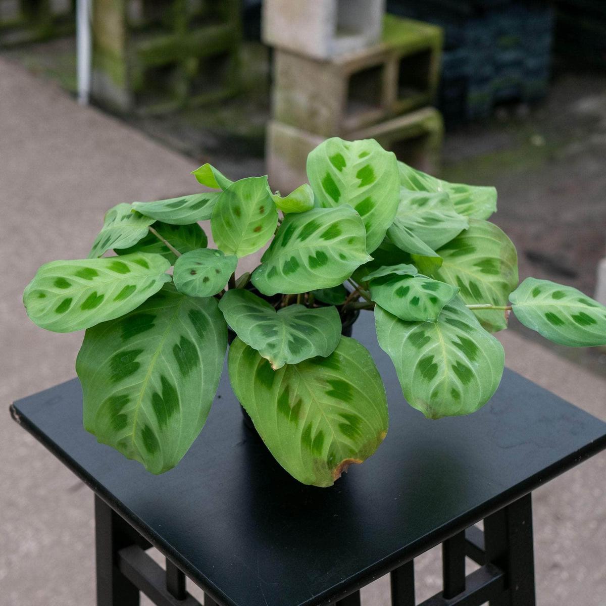 Maranta leuconeura var. kerchoveana "Green Maranta"