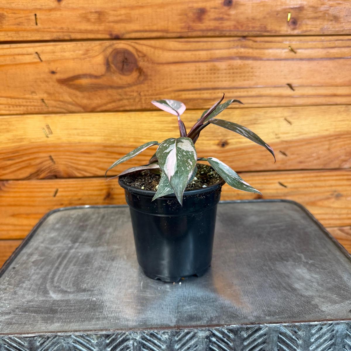 Philodendron Pink Princess, 4" Plant