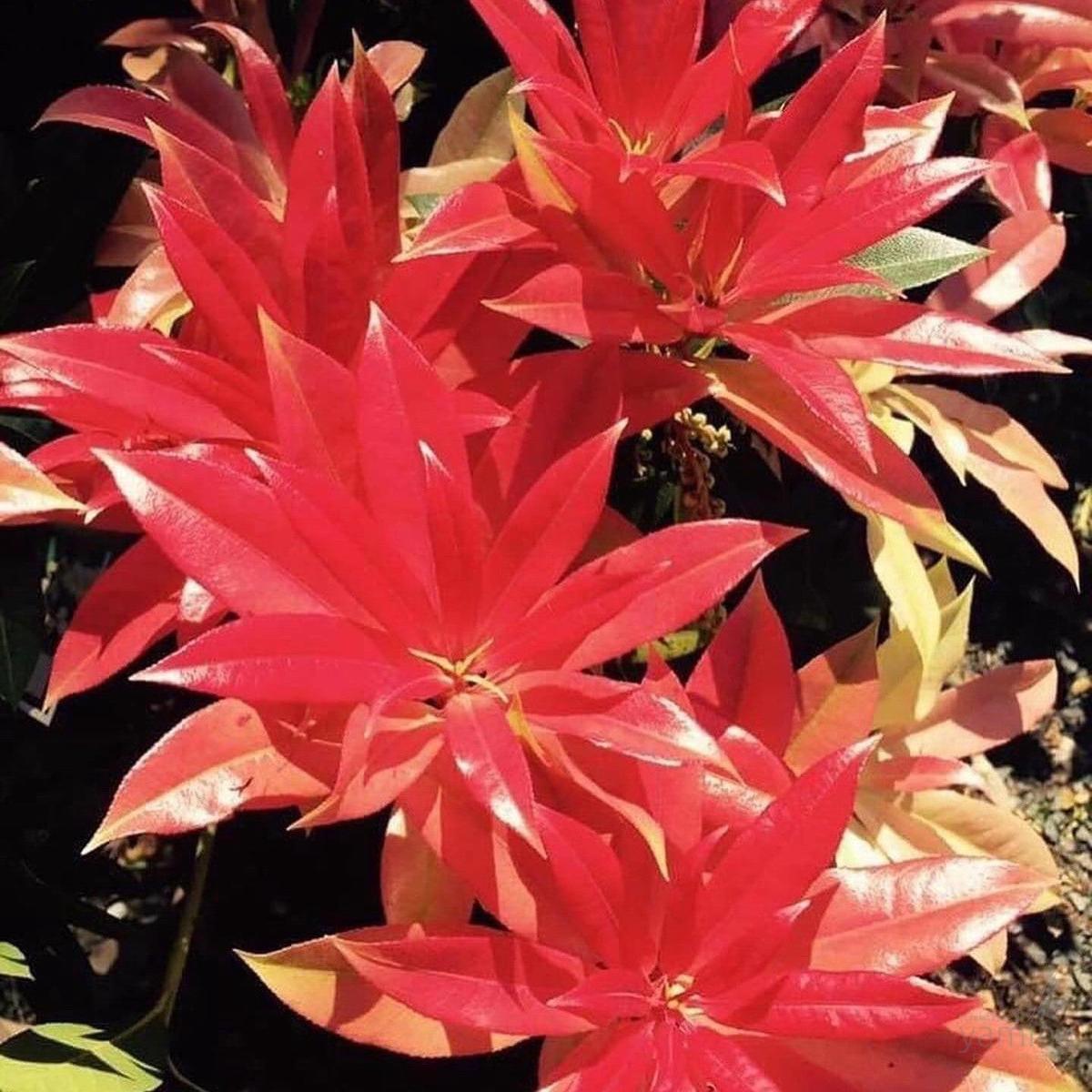 Pieris forestii
