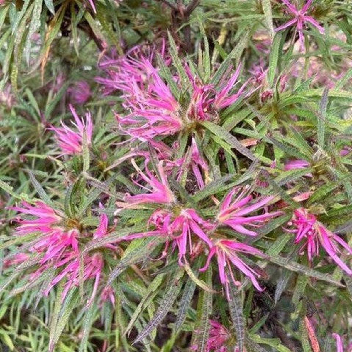 Rhododendron linearifolium