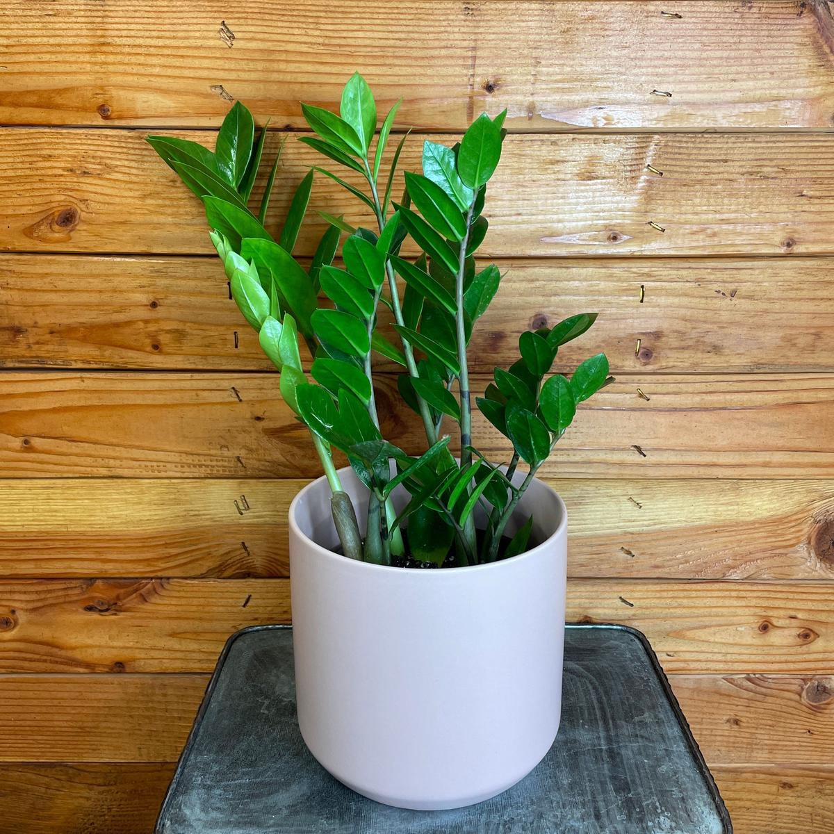 Zamioculcas Zamifolia ZZ Plant, 6" Plant