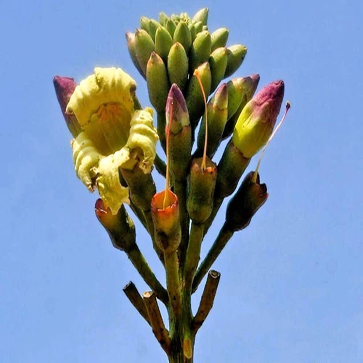 20 INDIAN TRUMPET Flower TREE (Midnight Horror / Broken Bones Plant / Tree of Da