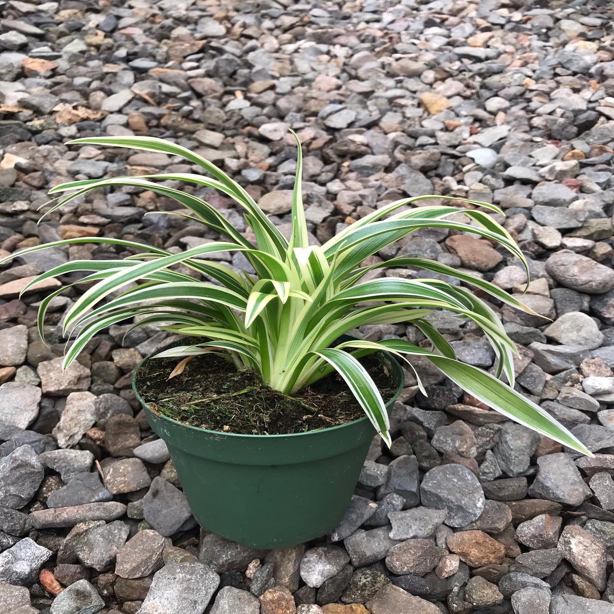 4" Chlorophytum Spider Zebrina