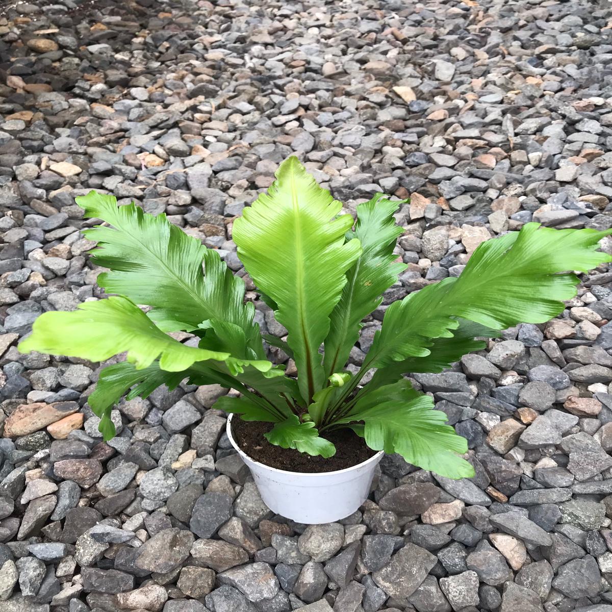 4" Fern, Asplenium Champion