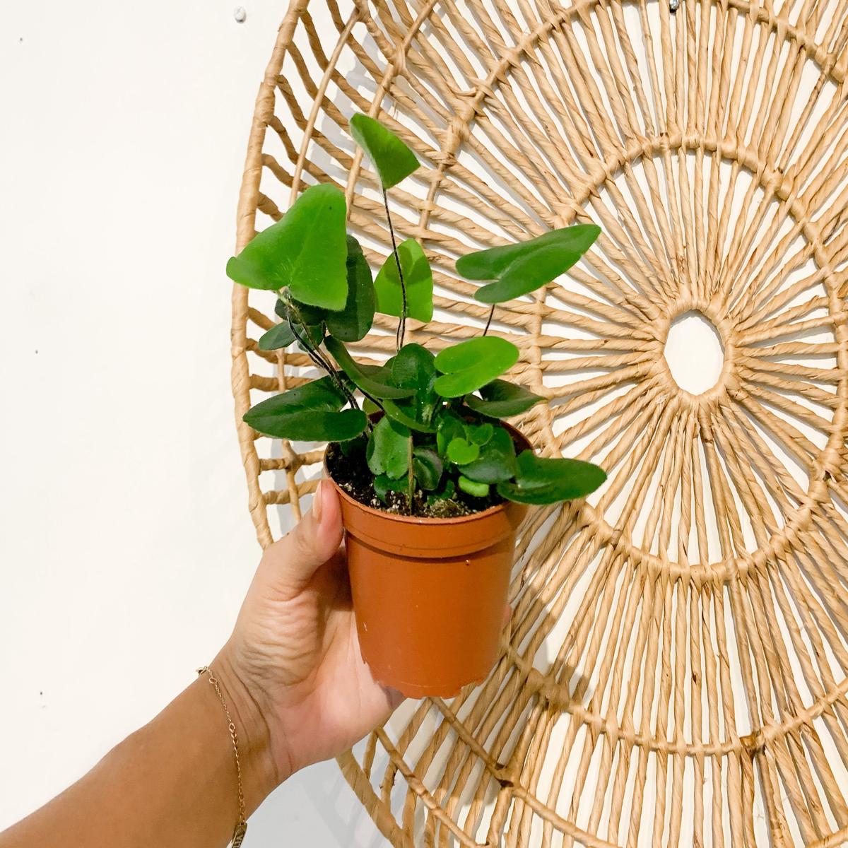 4" Heart Fern