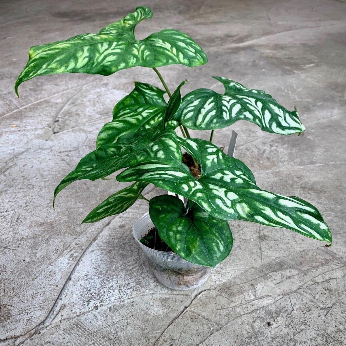 Cercestis mirabilis (Medium Plant)