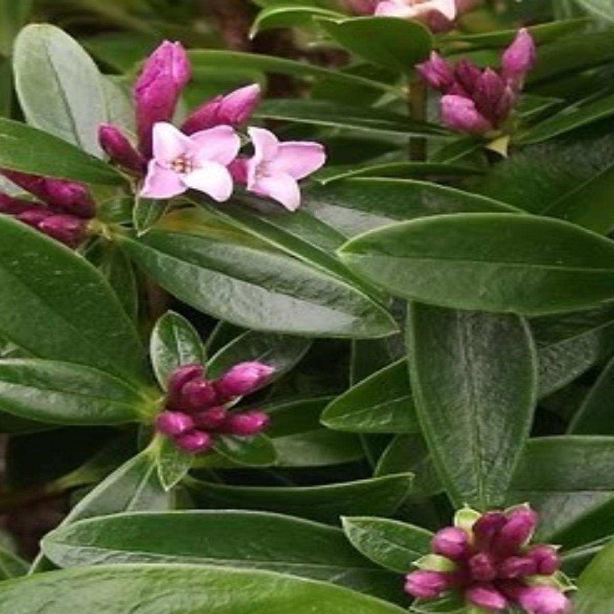 Daphne 'Sweet Amethyst' 1G