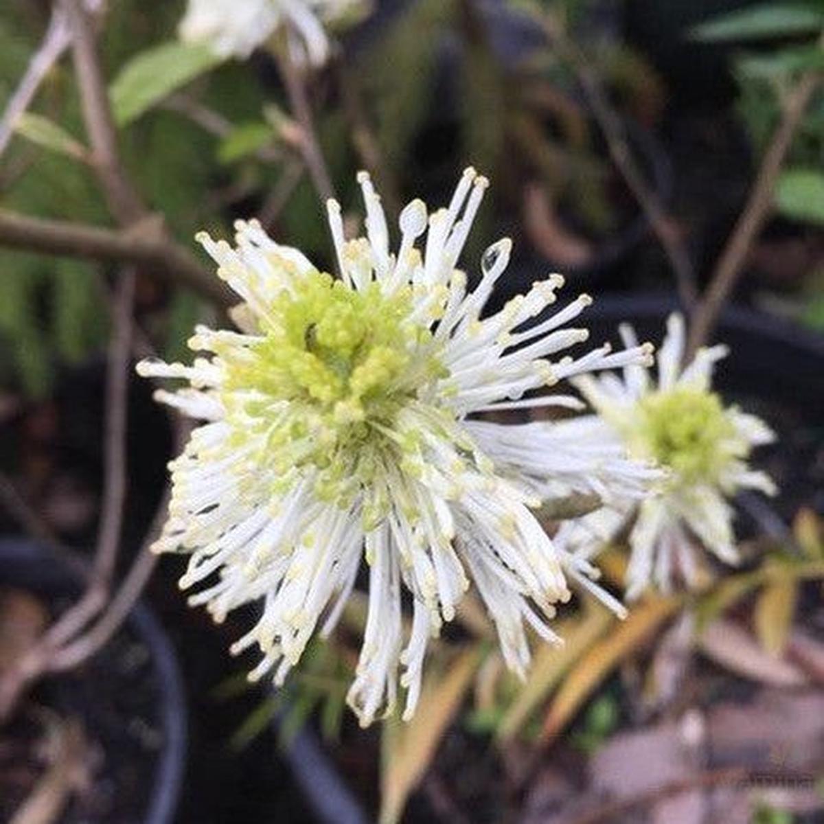 Fothergilla major Mount Airy