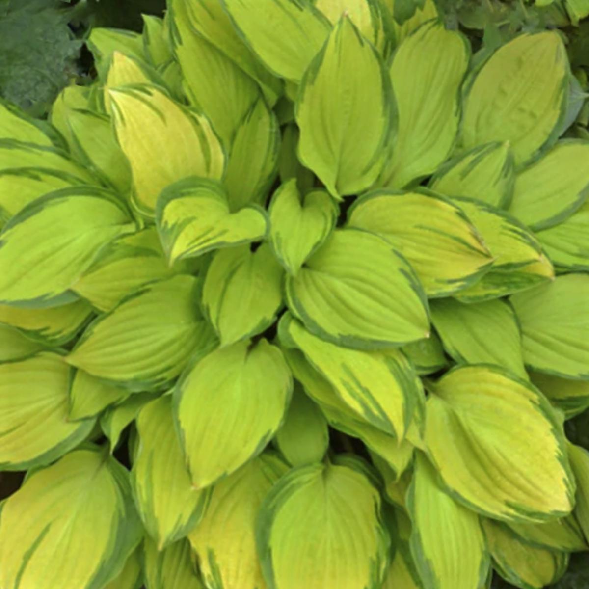 Island Breeze Plantain Lily (Hosta island 'Breeze') - 1 gallon