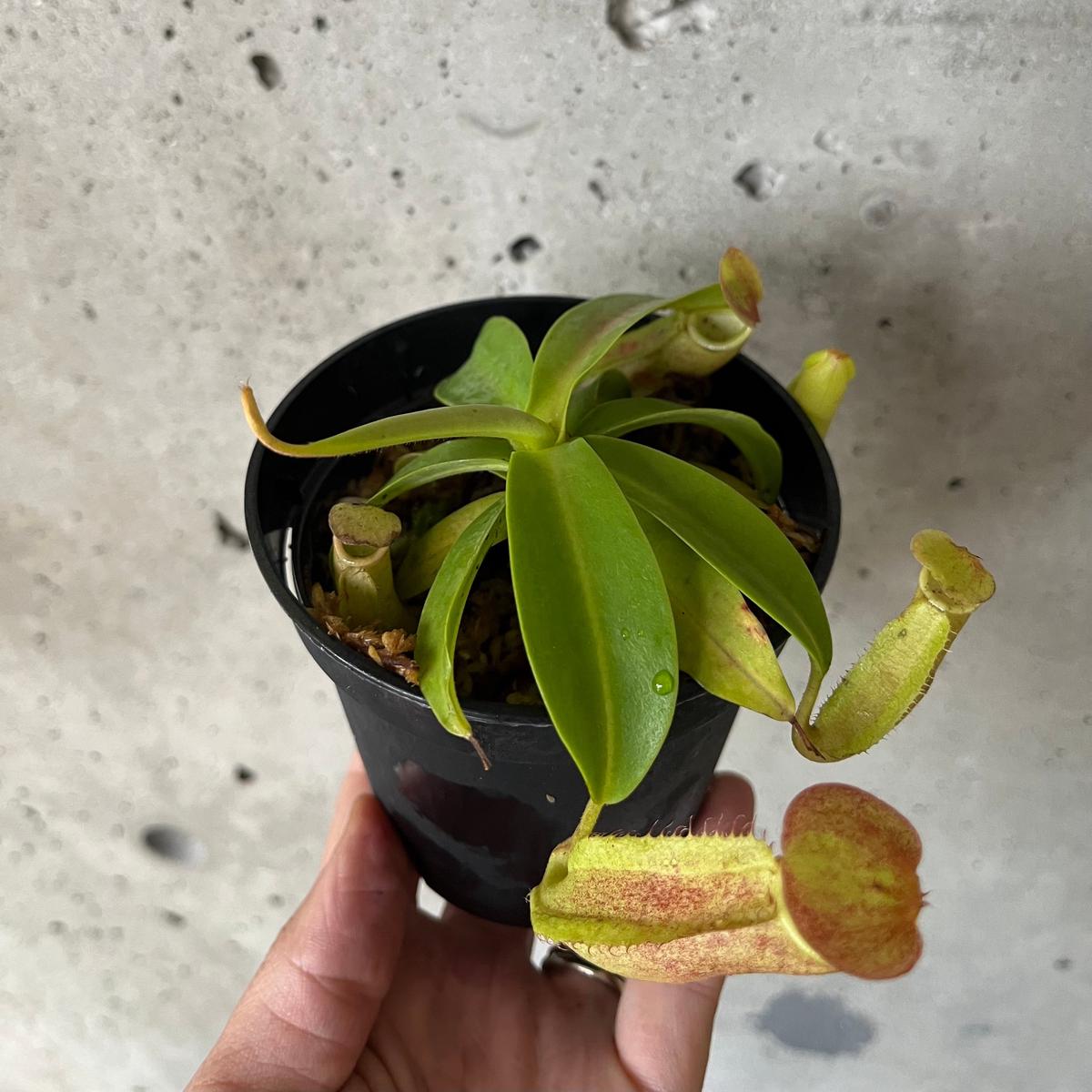 Nepenthes Sanguinea