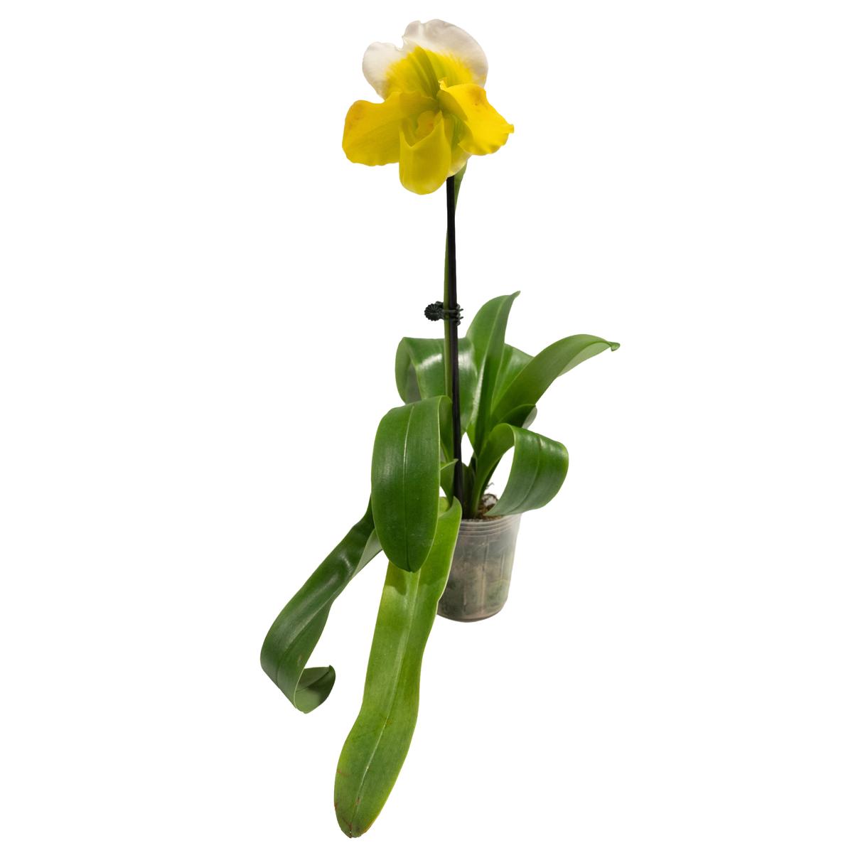 Orchid 'Lady Slipper' 3.5"
