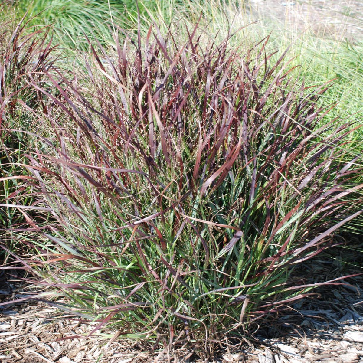 Shenandoah Switch Grass (Panicum virgatum 'Shenandoah') - 3 gallon