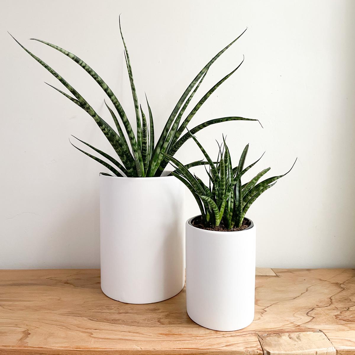 White Cercle Planter