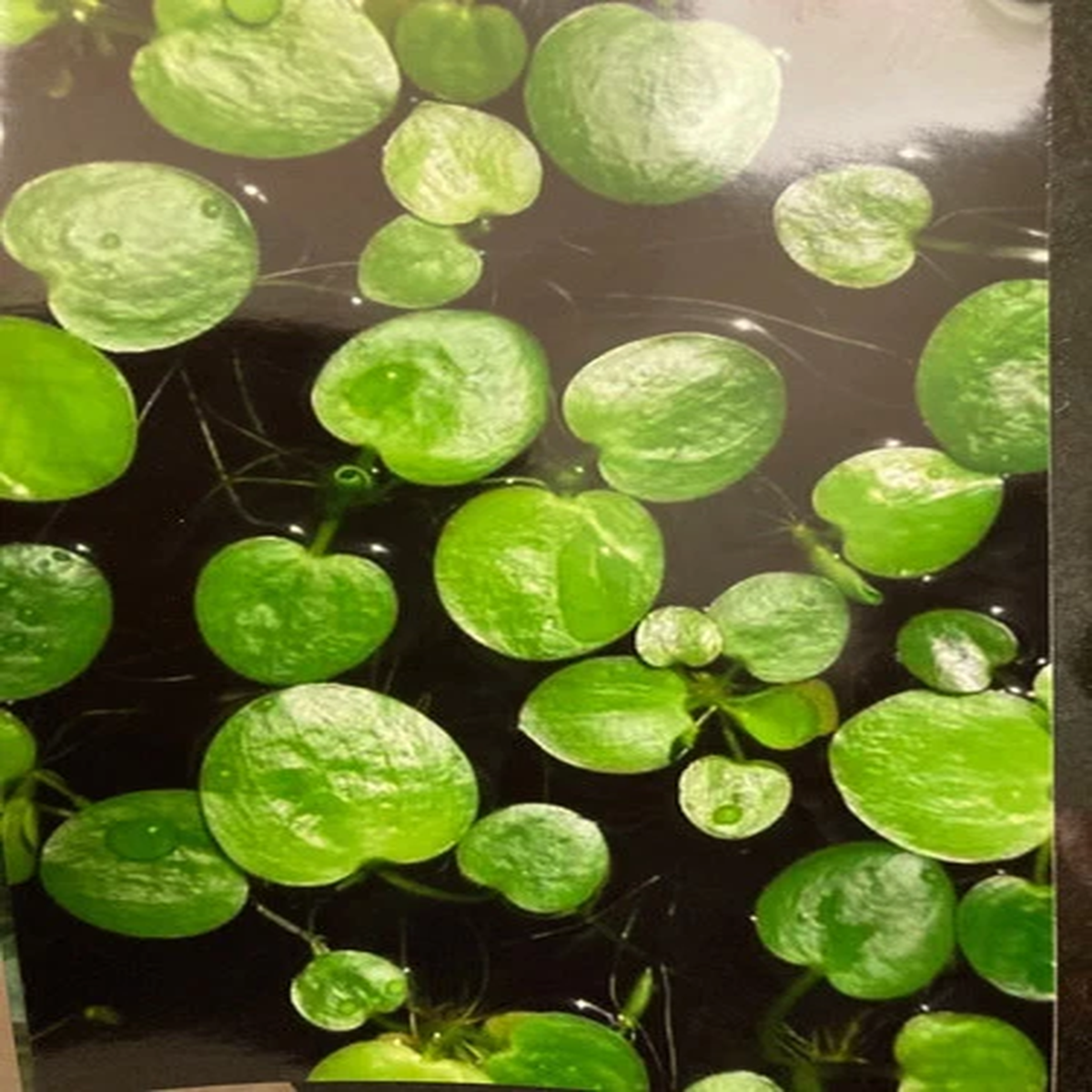 10 Frog Bit Plants (FREE Sample of Jumbo Frog Bits)