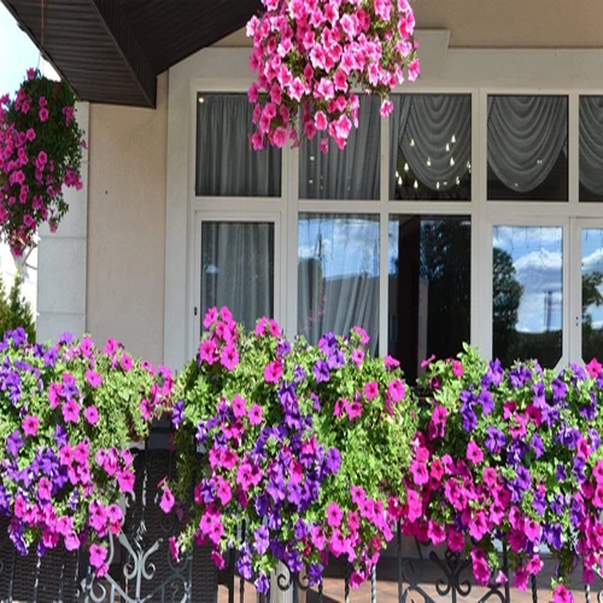200 Mixed LAURA BUSH PETUNIA Violacea Integrifolia Pink Purple Trumpet Flower Se