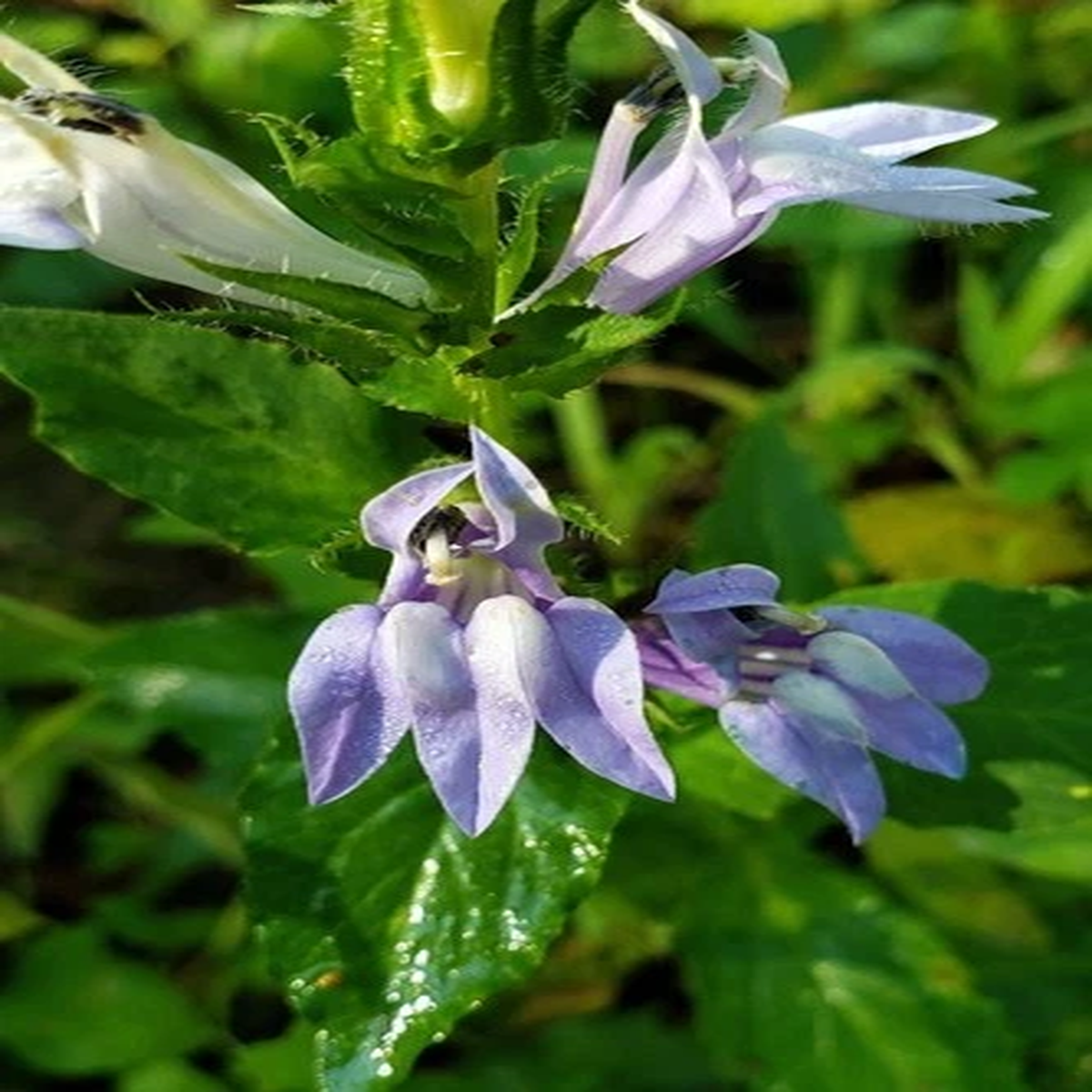 250 Blue INDIAN TOBACCO (Indian Lobelia) Lobelia Inflata Flower Seeds
