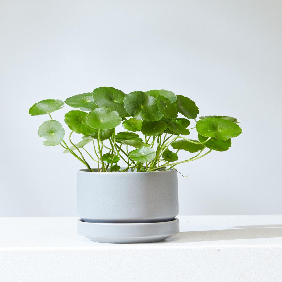 4 Inch REVIVAL CERAMICS ROUND TWO - GREY - Small