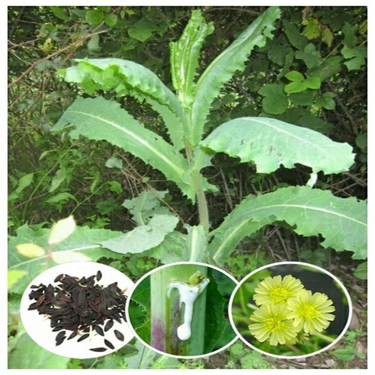 50+ Wild Lettuce Seeds (Lactuca virosa) *Free S&H*