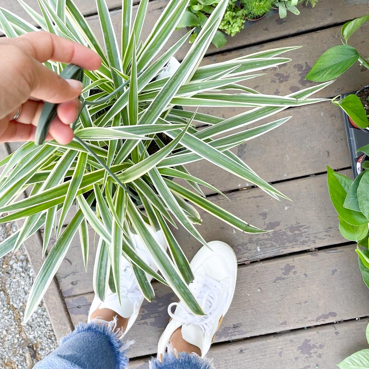 8" Spider Plant