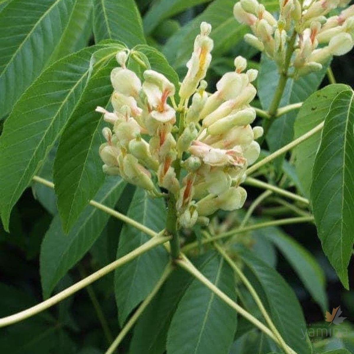 Aesculus sylvatica