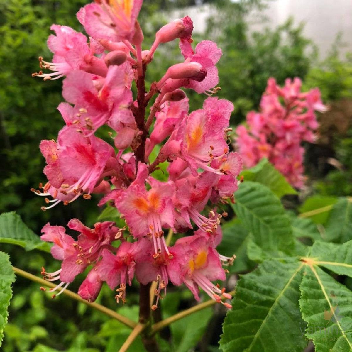 Aesculus x carnea