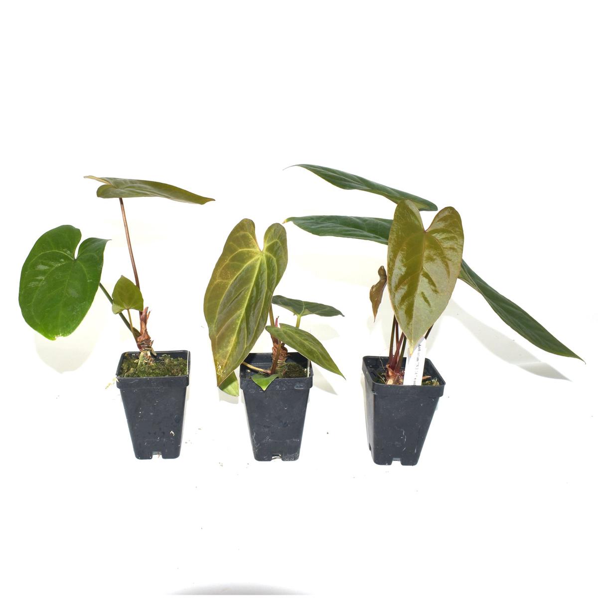 Anthurium 'Not The Mama' x unknown