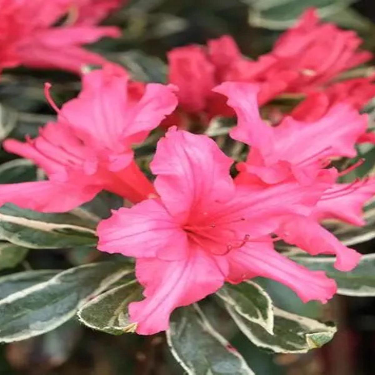 Azalea 'Silver Sword' 2G