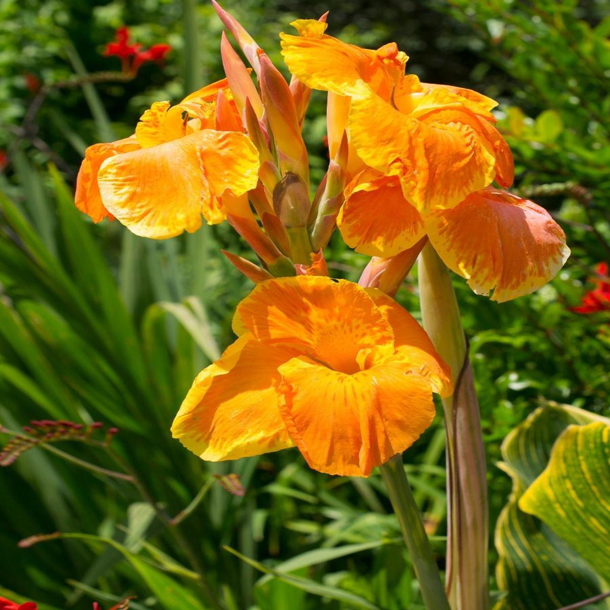 Canna Pretoria 1G