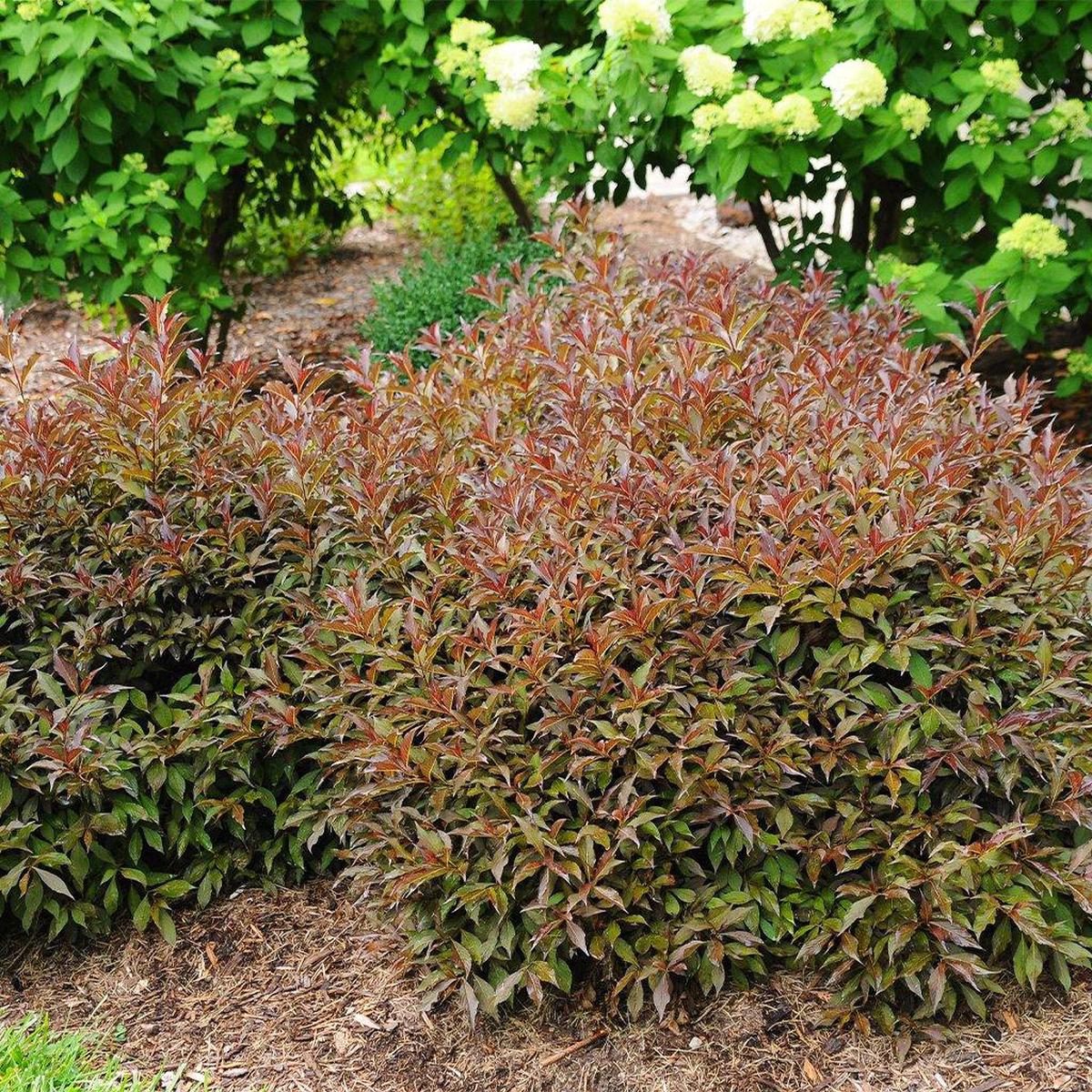 Kodiak Red Dwarf Bush-Honeysuckle PW # 2 PW Cont