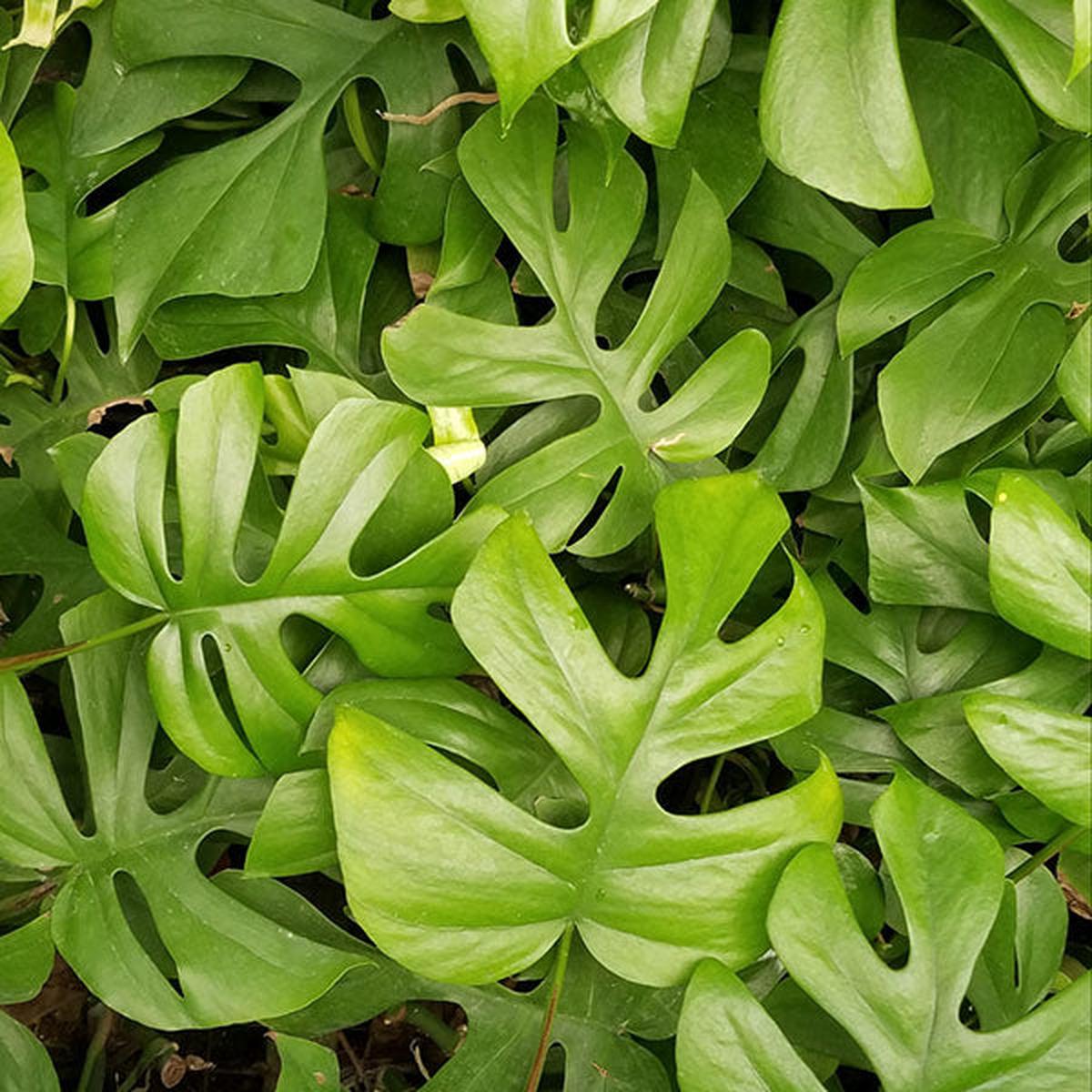 Rhaphidophora tetrasperma - 5.5" Pot (NON TC)