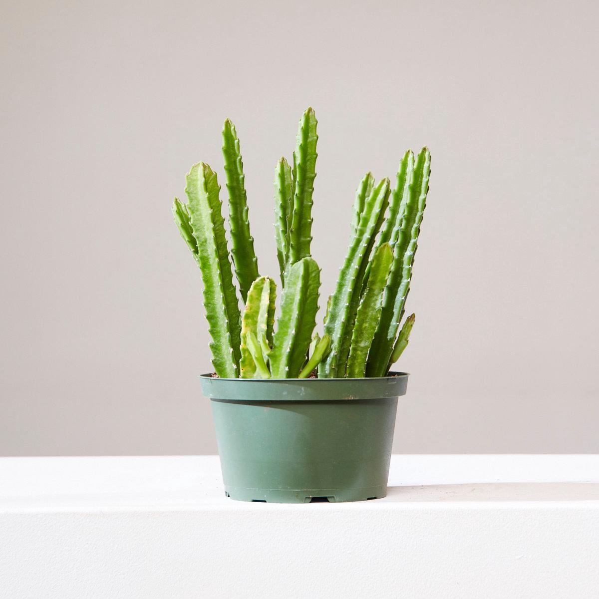 STAPELIA 6" Grower Pot