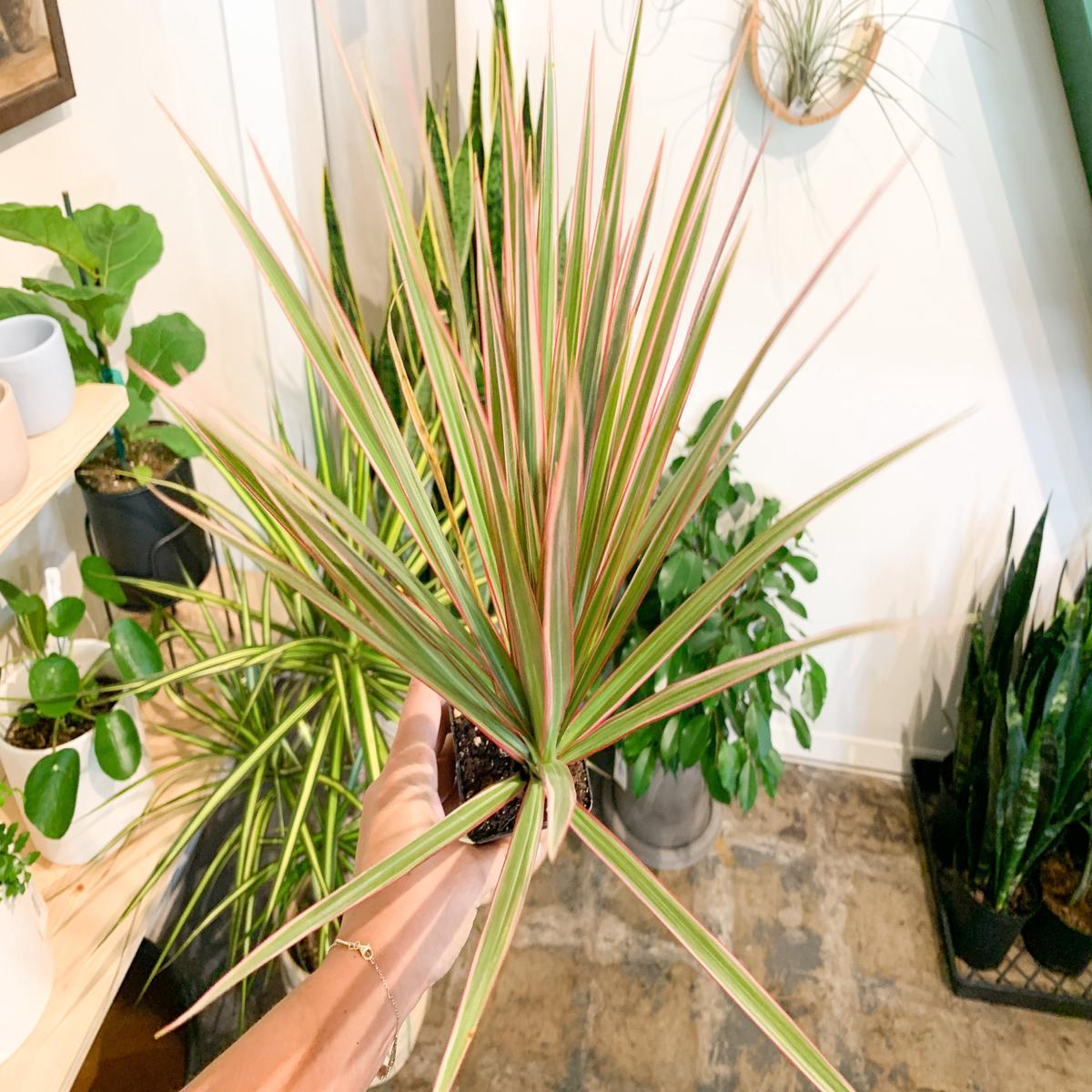 3" Dracaena Bicolor Tips