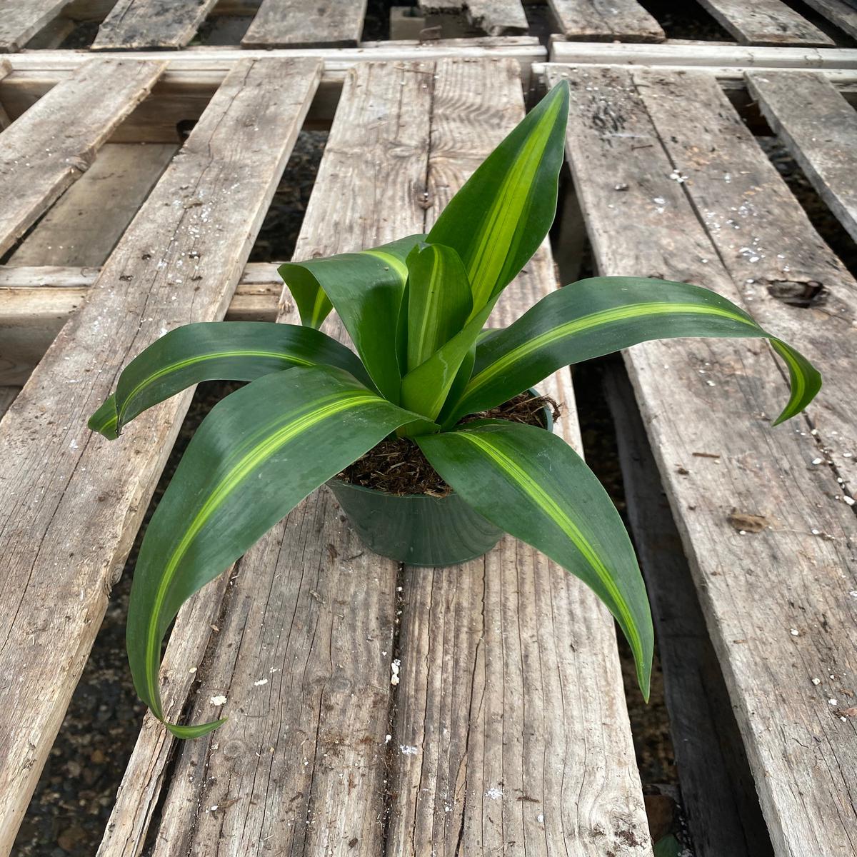 4" Dracaena Hawaiian Sunshine