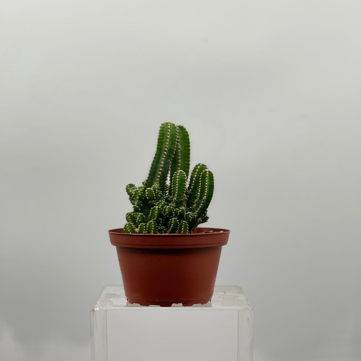 4" Fairy Castle Cactus