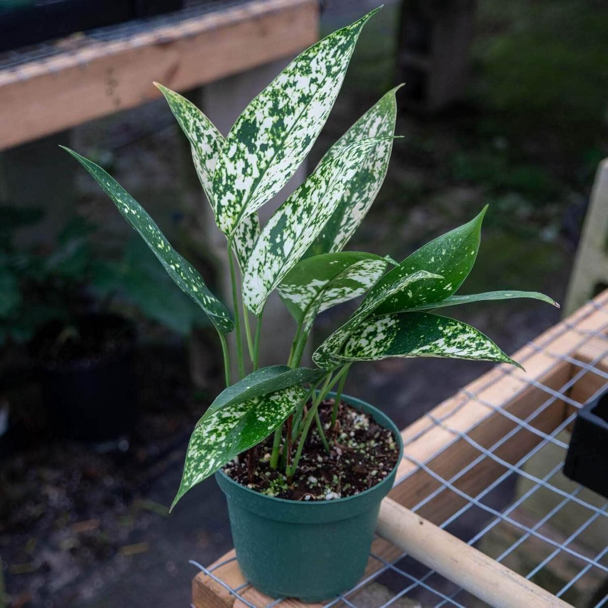 Aglaonema brevispathum f. hospitum