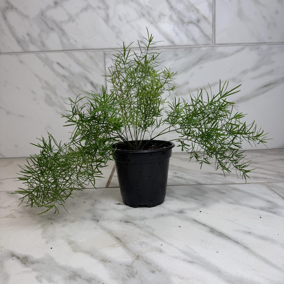 Asparagus Densiflorus Sprengeri Fern, 4" Plant