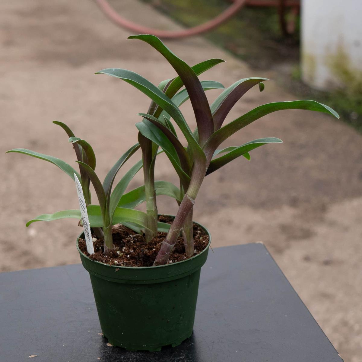 Cyanotis arachnoidea 'Tampicana'