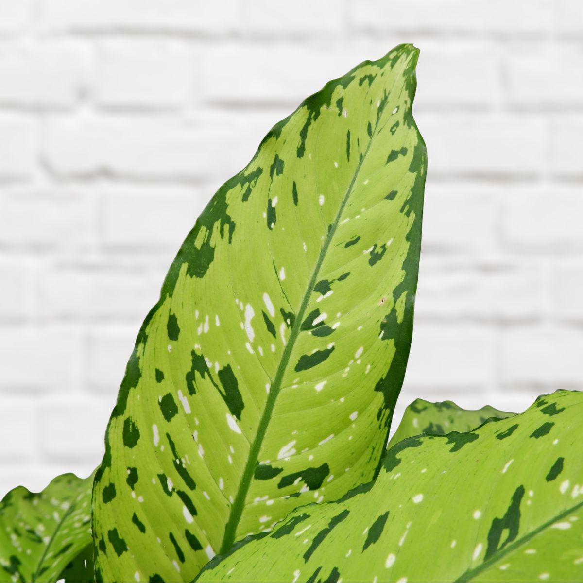 Dieffenbachia - Bausei