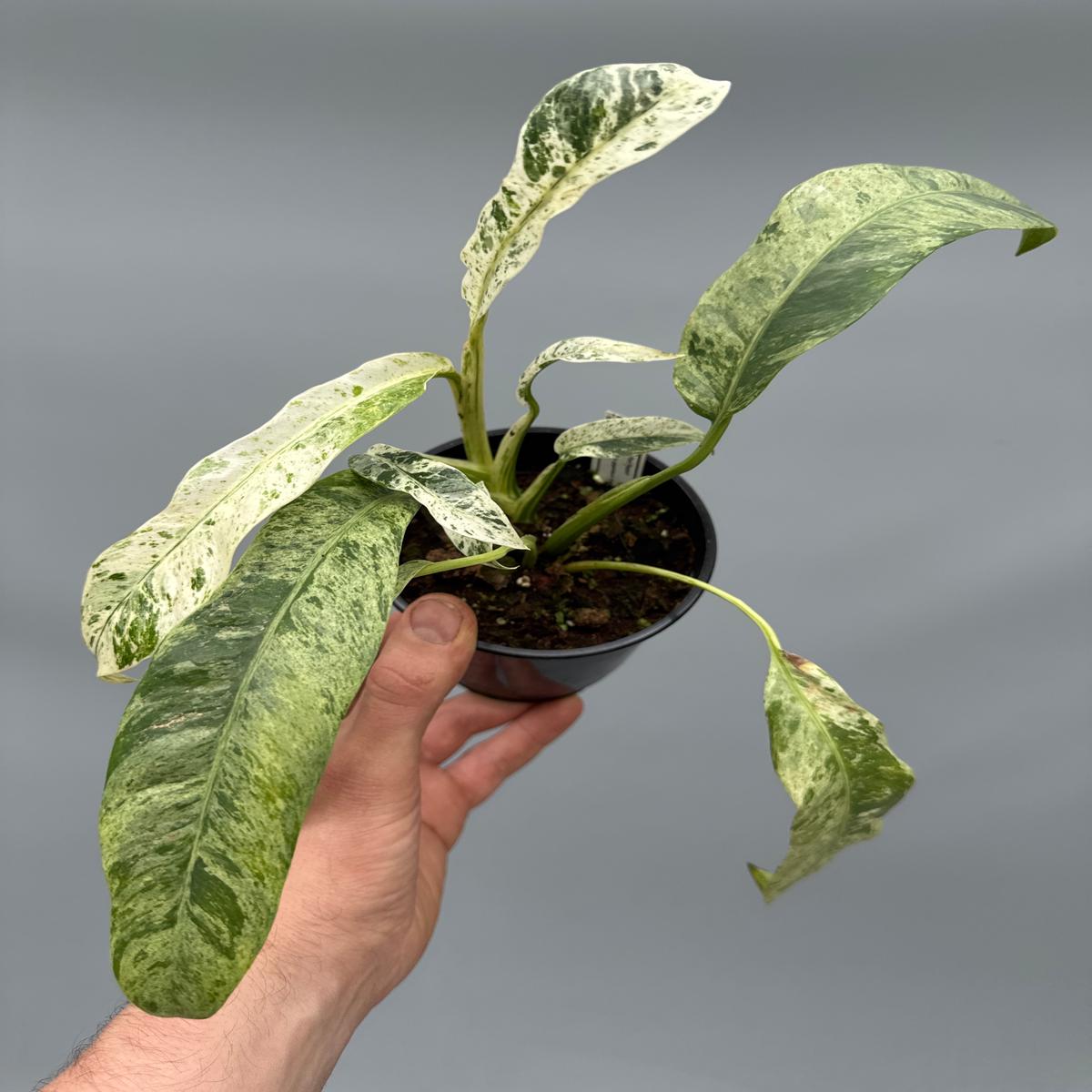 Epipremnum giganteum Variegated Small Plant