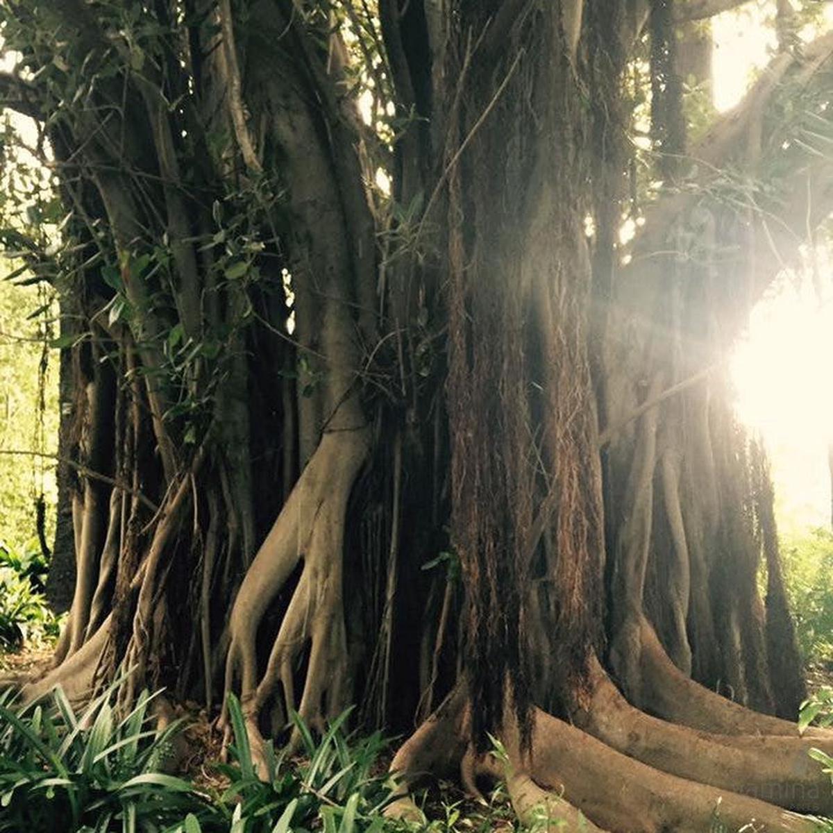 Ficus macrophylla