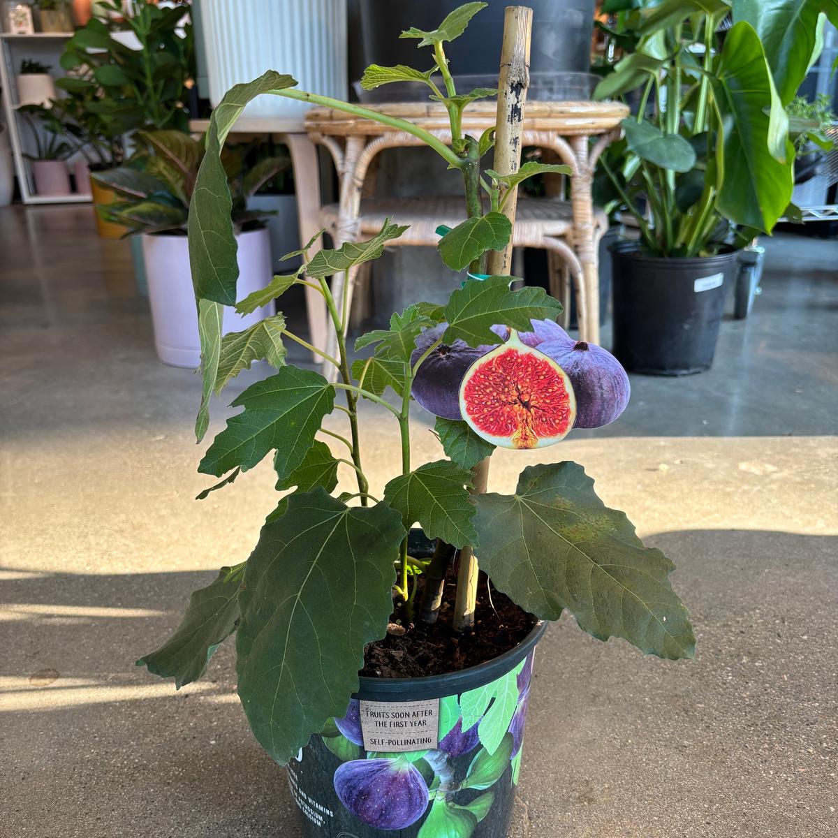 Fig Tree 'Violette de Bordeaux'